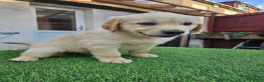 Golden Retriever 11