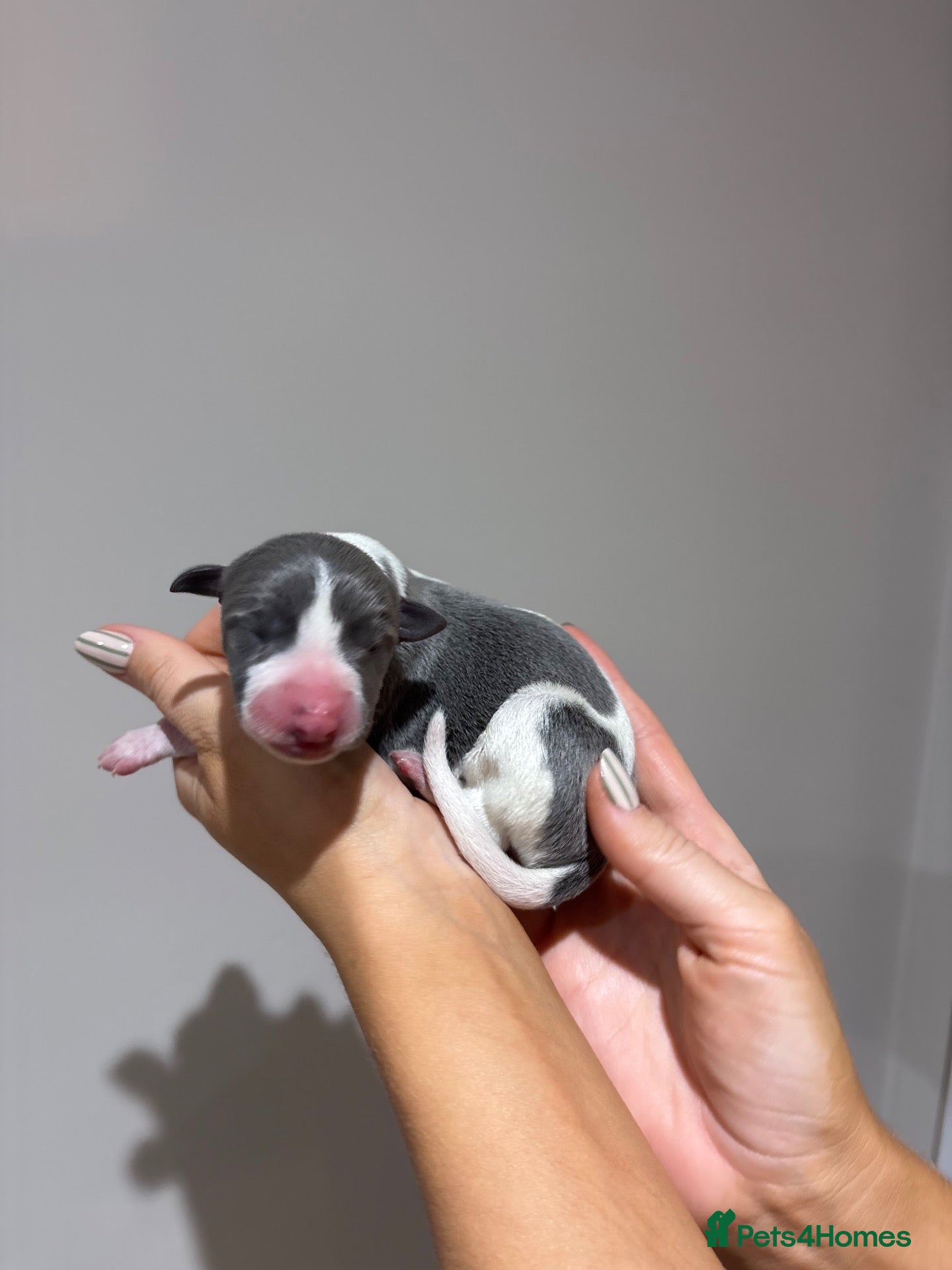 Whippet dogs **7 Whippet Puppies Born** - Advert 15