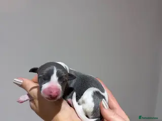 Whippet dogs **7 Whippet Puppies Born** - Advert 15