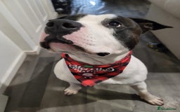 American Bulldog dogs for sale: Roscoe The American bulldog in Walsall - Image 3