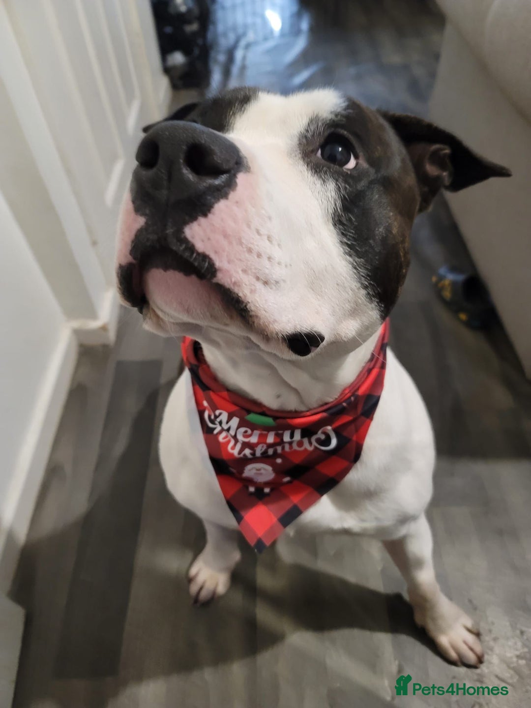 American Bulldog dogs for sale: Roscoe The American bulldog in Walsall - Image 3