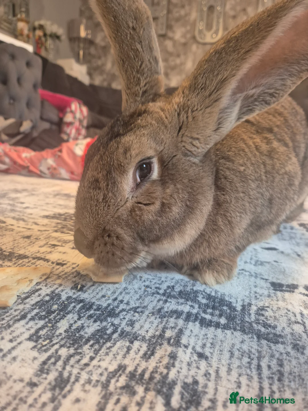 Continental Giant rabbits for sale: Continental rabbit - Advert 3