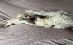 Labradoodle dogs for sale: Labradoodle puppies for sale £600-£750 - Image 17