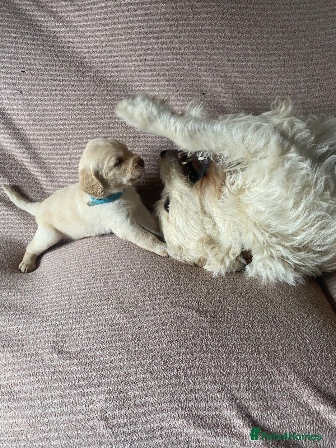 Labradoodle dogs for sale: Labradoodle puppies for sale £600-£750 - Image 17