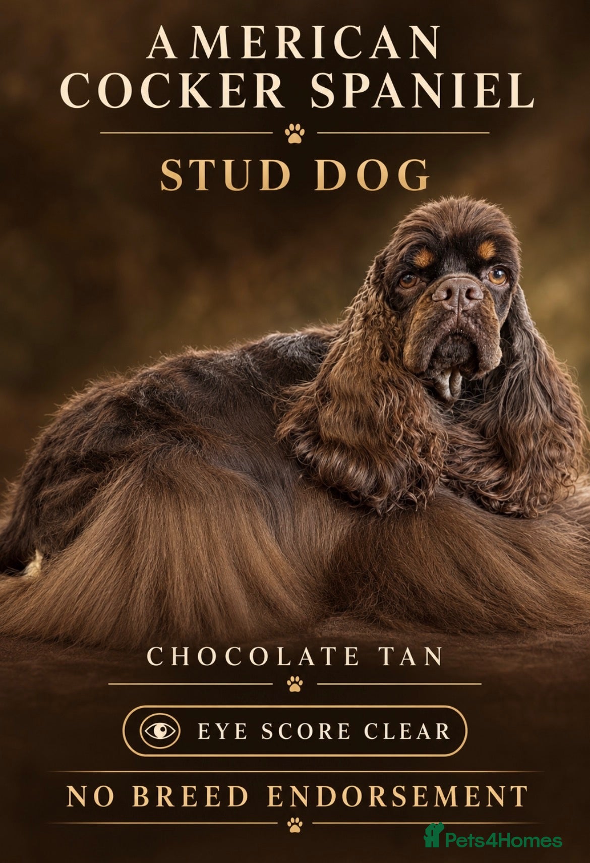 American Cocker Spaniel dogs for stud: Quality cocker for stud  - Advert 3