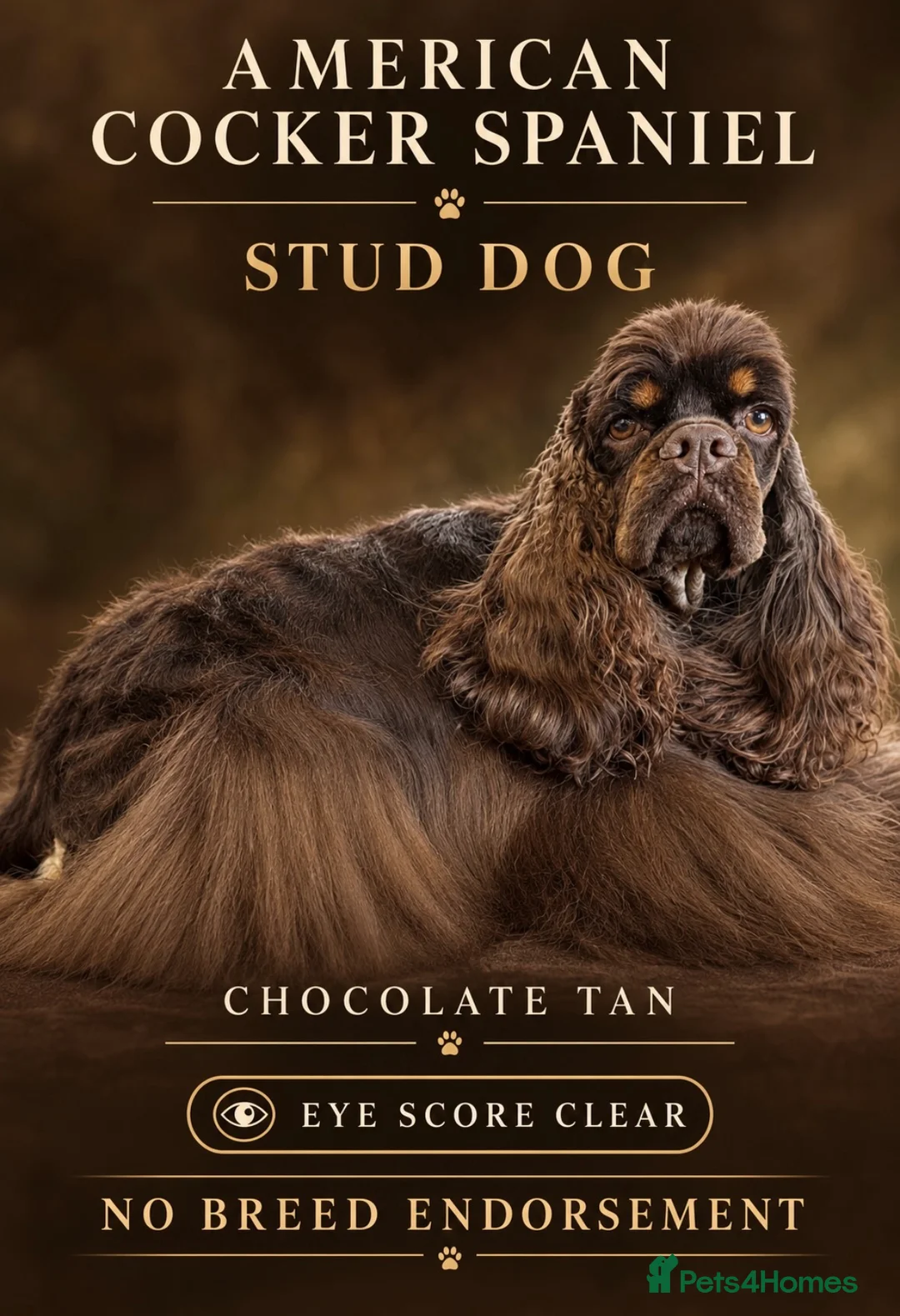American Cocker Spaniel dogs for stud: Quality cocker for stud  - Advert 1