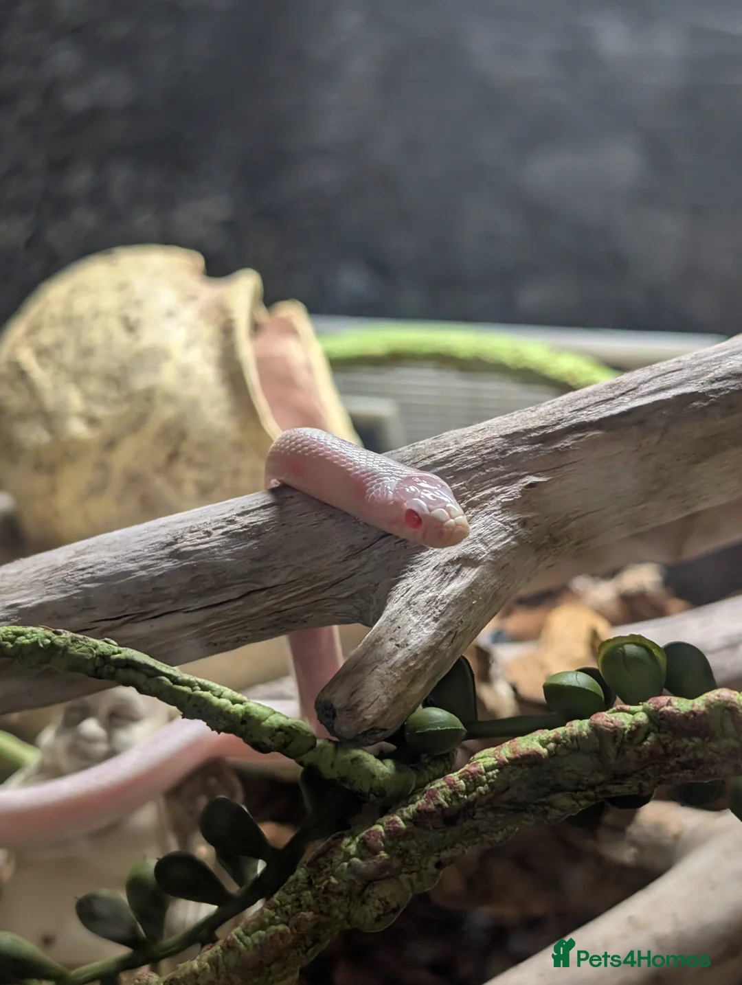 King Snake reptiles for sale: Albino California King Snake  - Advert 2