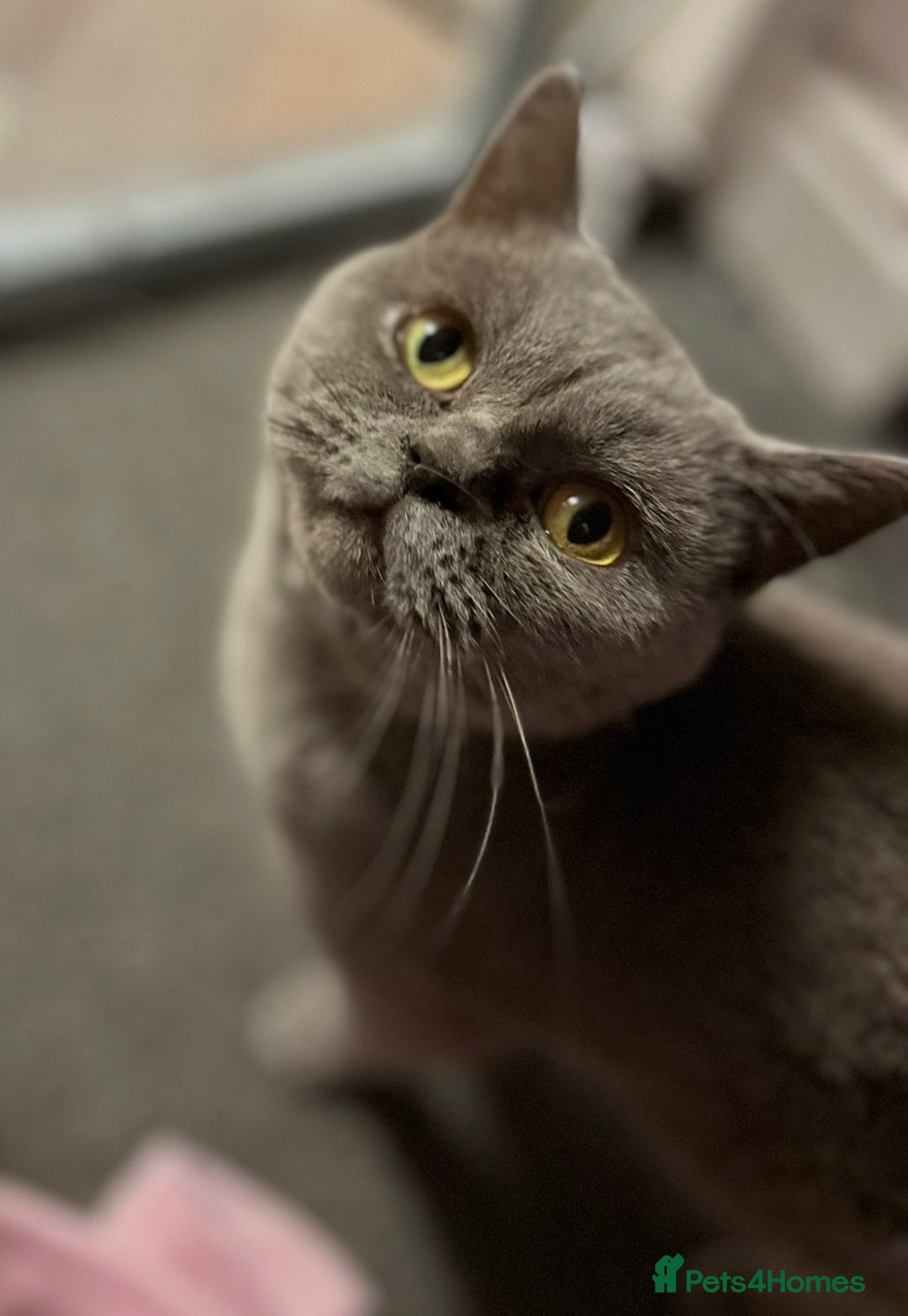 British Shorthair cats for sale: British shorthair  - Advert 2