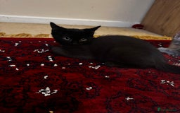 American Shorthair cats for sale: Kittens - Image 2