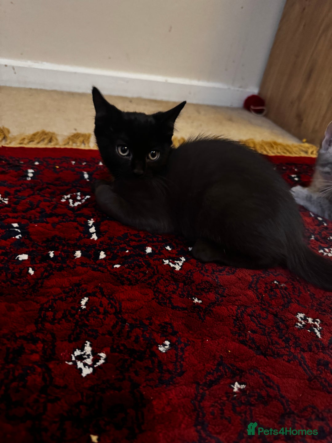 American Shorthair cats for sale: Kittens - Image 2