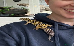 Leopard Gecko reptiles for sale: Leopard gecko and custom viv - Image 4