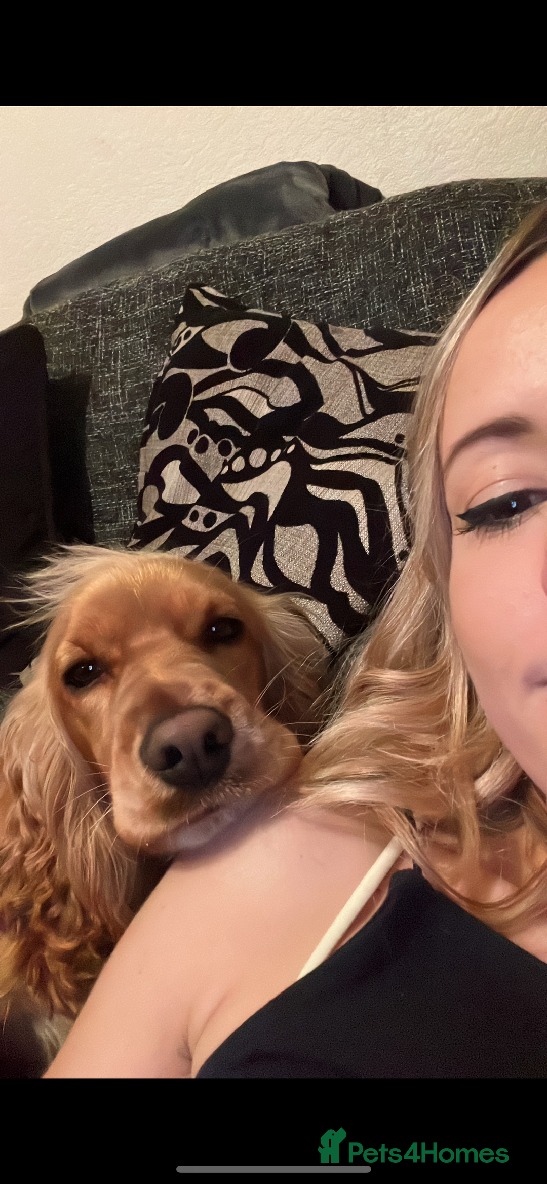 Cocker Spaniel dogs for sale: Meet Daisy – looking for her forever home❤️ - Advert 35