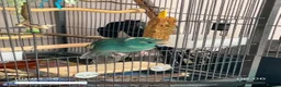 Mixed Breed birds for sale: 1 year old male kakariki in Huddersfield - Advert 4