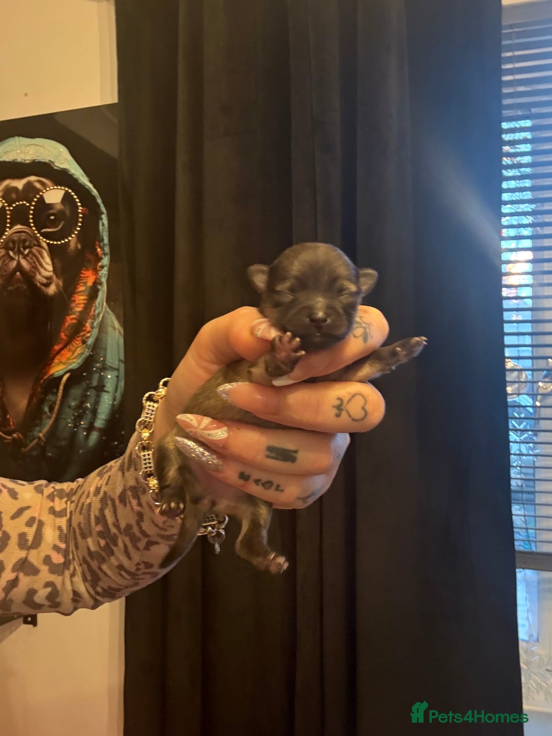 Pomeranian dogs for sale: Beautiful tiny Pomeranian puppies  - Advert 14