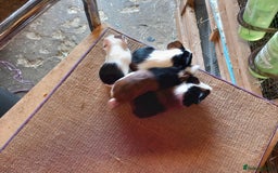 Guinea Pig rodents for sale: Baby guinea pigs for sale  - Image 3