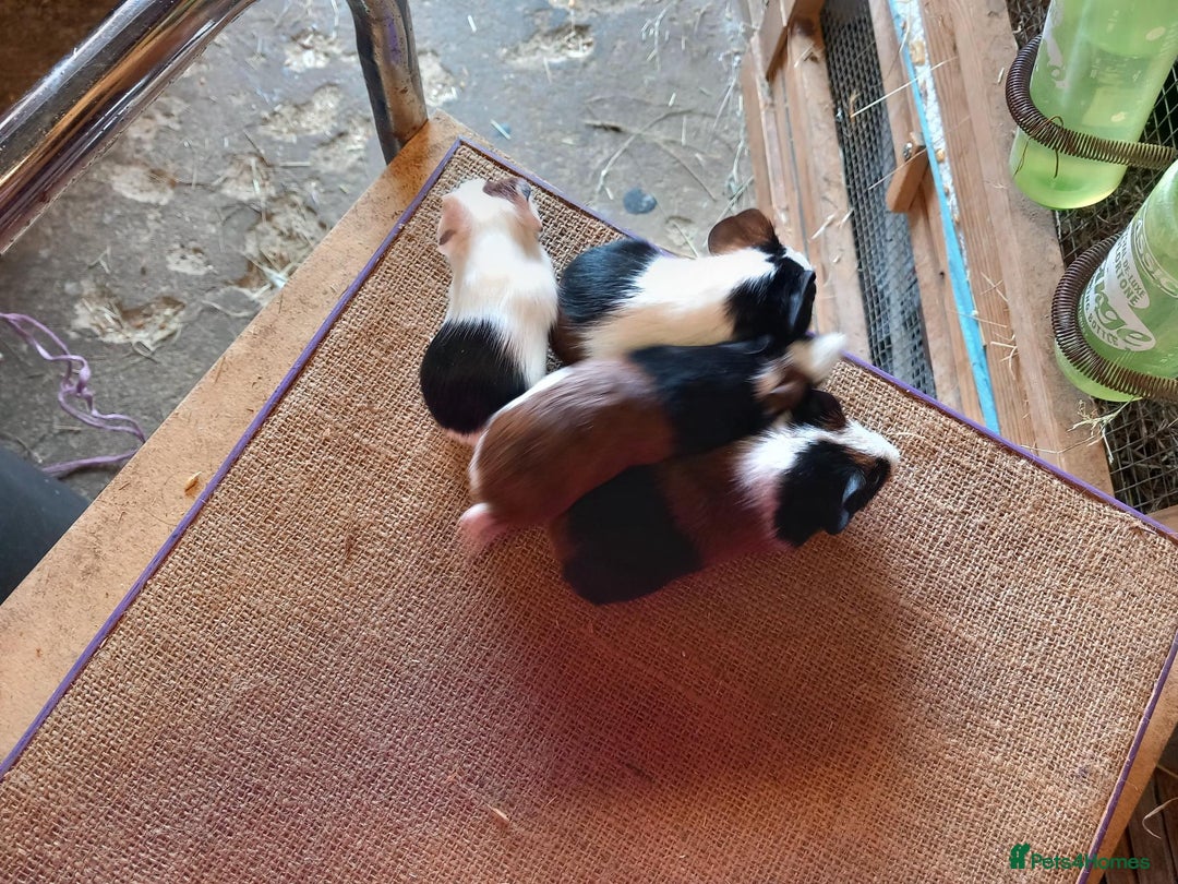 Guinea Pig rodents for sale: Baby guinea pigs for sale  - Image 3