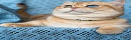British Shorthair cats for sale: British shorthair/longhair golden kittens  - Advert 32