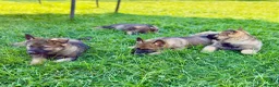 German Shepherd dogs for sale: Working line GSD pups  - Advert 10