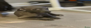 Italian Greyhound 4