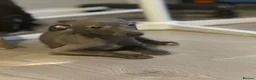 Italian Greyhound dogs for sale: Italian greyhound puppies 🐶  in Bridport - Advert 8