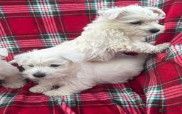West Highland Terrier dogs for sale: Traditional west Highland terrier puppies  - Image 4