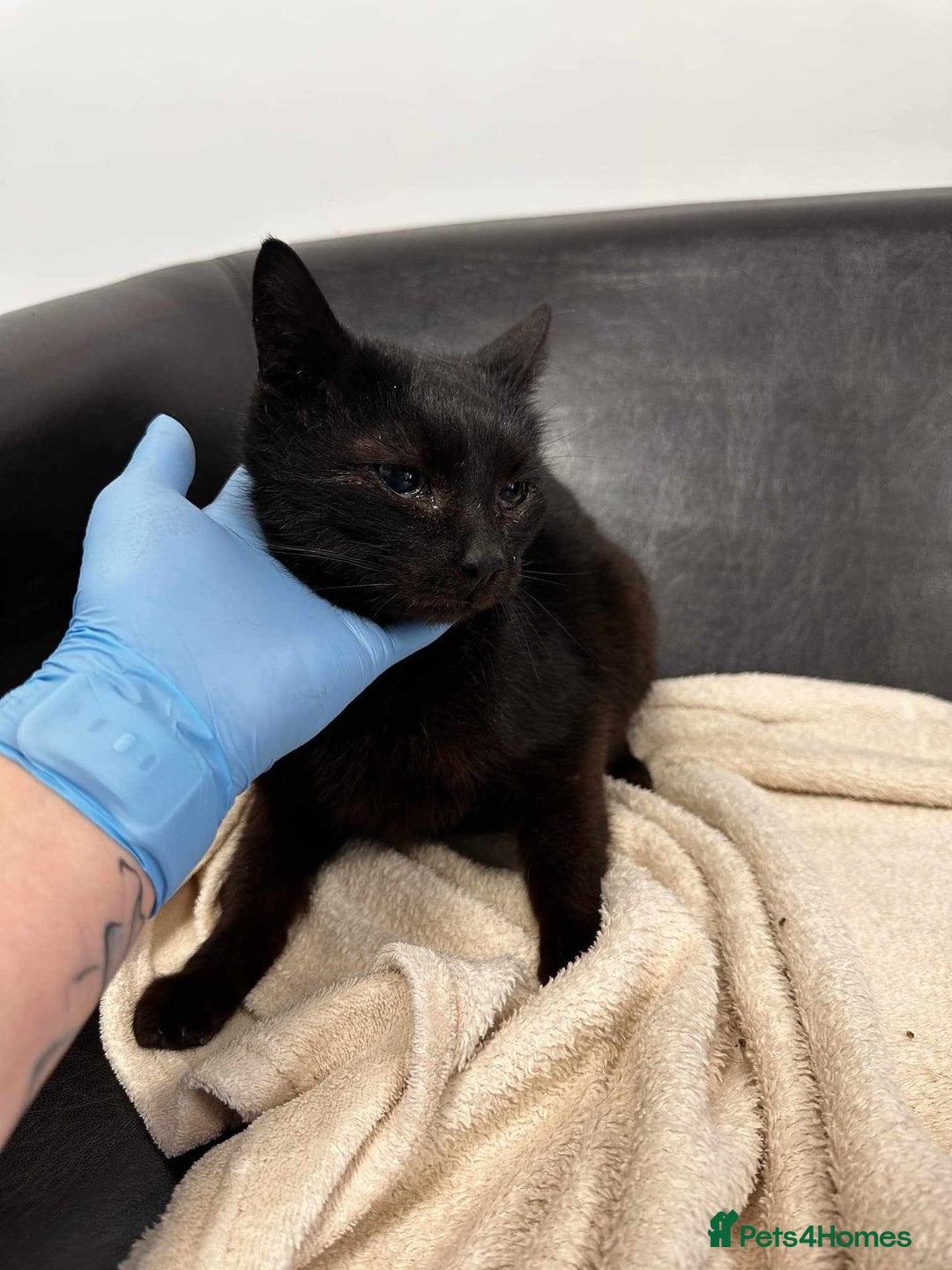 Mixed Breed cats for adoption: 🐈‍⬛Bernard🐈‍⬛ is looking for his forever home! - Image 6
