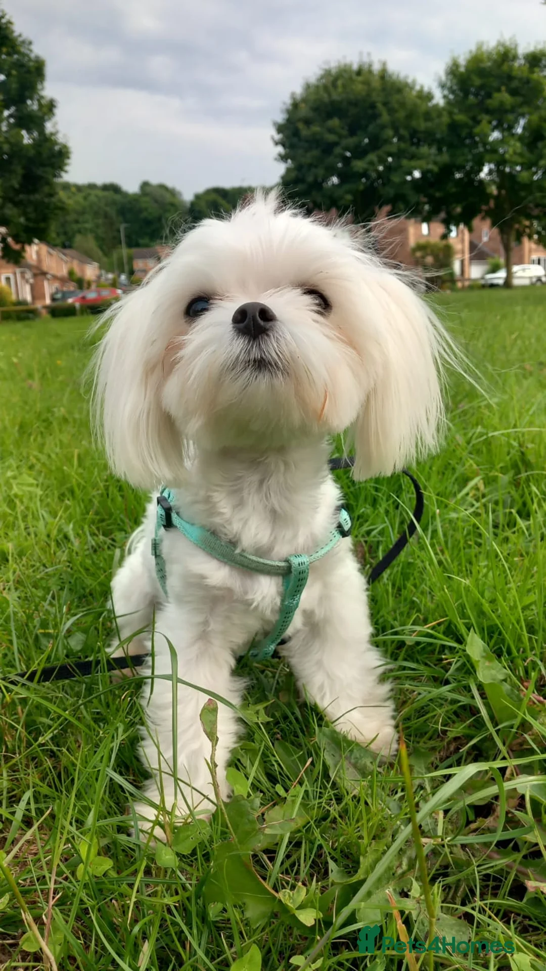 Maltese dogs for sale: Tiny Maltese Boy puppies 💙 - Advert 2