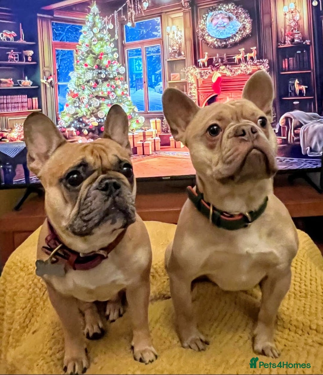 French Bulldog dogs for sale: French bulldog puppies.  - Advert 29