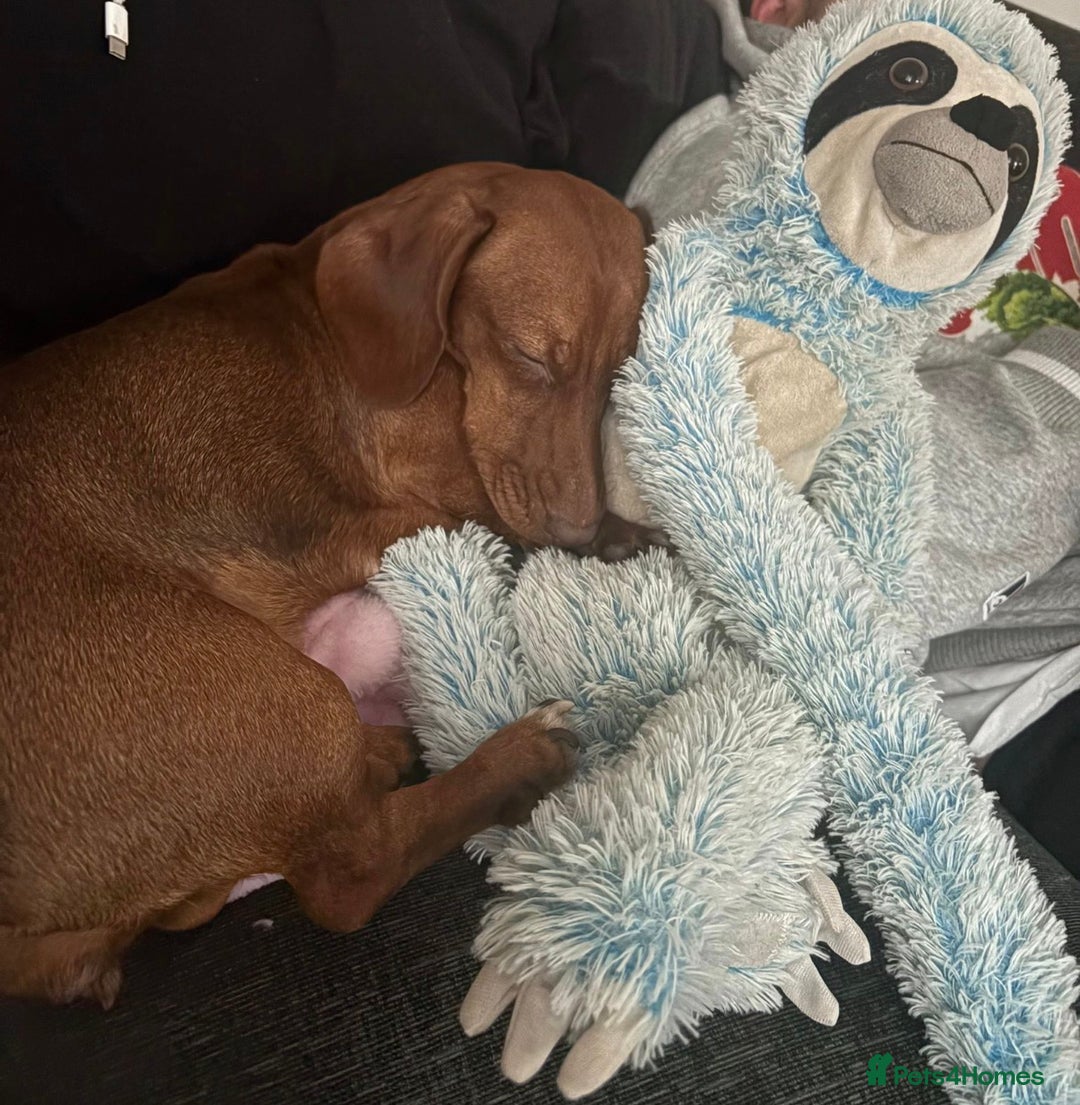 Miniature Dachshund dogs for sale: Miniature Dachshund Betsy  - Advert 2