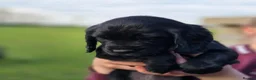 Cocker Spaniel dogs for sale: Beautiful Bitch Cocker Spaniel - Advert 9