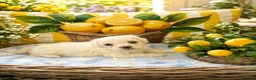Maltipoo dogs for sale: Gorgeous maltipoo puppies  - Advert 5