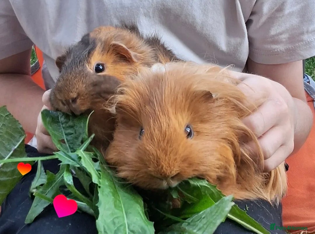 Guinea Pig rodents for sale: 2 guinea pigs hutch and run  - Advert 1