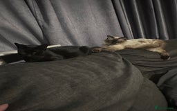 Ragdoll cats for sale: Ragdoll cross domestic shorthaired kittens  - Image 17
