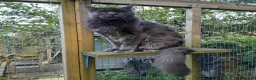 Maine Coon cats for sale: Solid blue maine coon girl - Advert 4