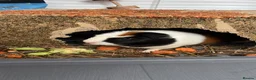 Guinea Pig rodents for sale: Two male guinea pigs two years old - Advert 8