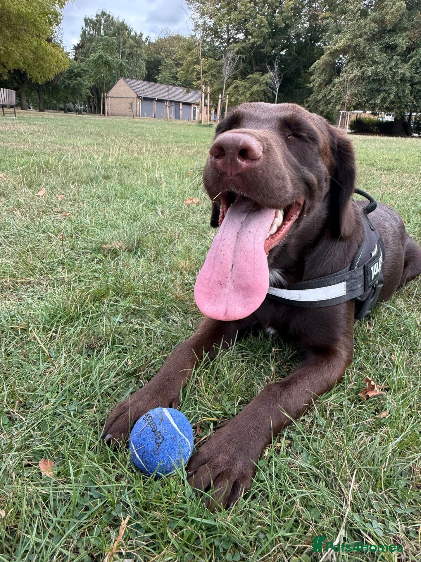 Springador dogs for sale: 6-Month-Old Male Springador – Loving & Friendly - Advert 1