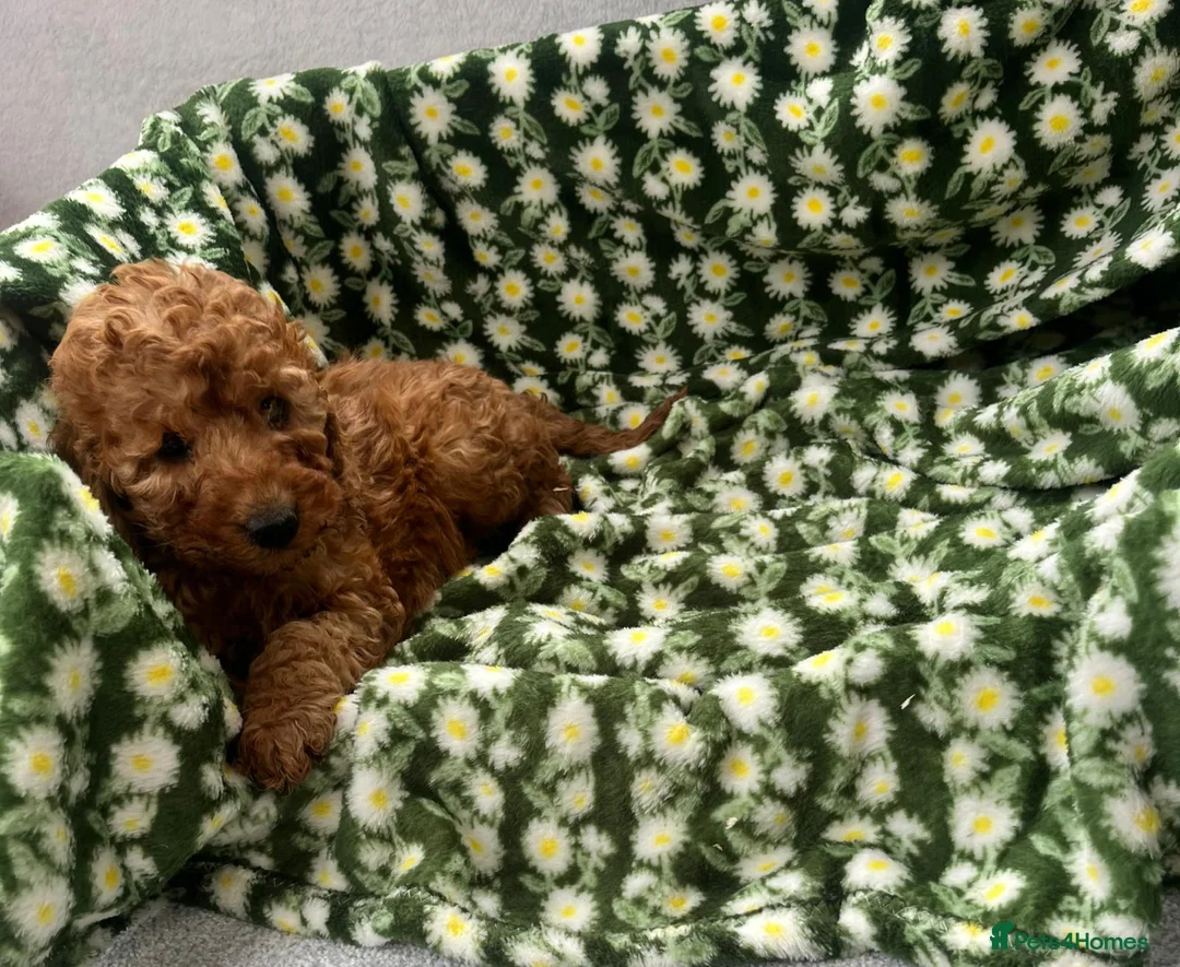 Cavapoo dogs for sale: Cavapoo puppy's  in Coventry - Advert 16