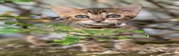 Bengal cats for sale: Show potential Bengal Boys - Advert 3