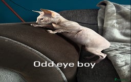 Sphynx cats for sale: Hairless kittens sphinx - Image 5