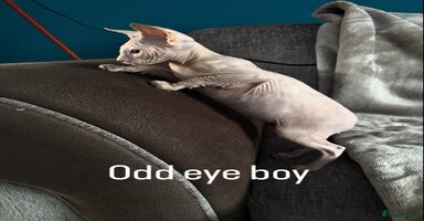 Sphynx cats - Advert 7
