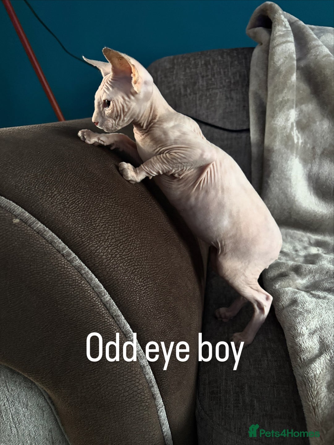 Sphynx cats for sale: Hairless kittens sphinx - Image 5