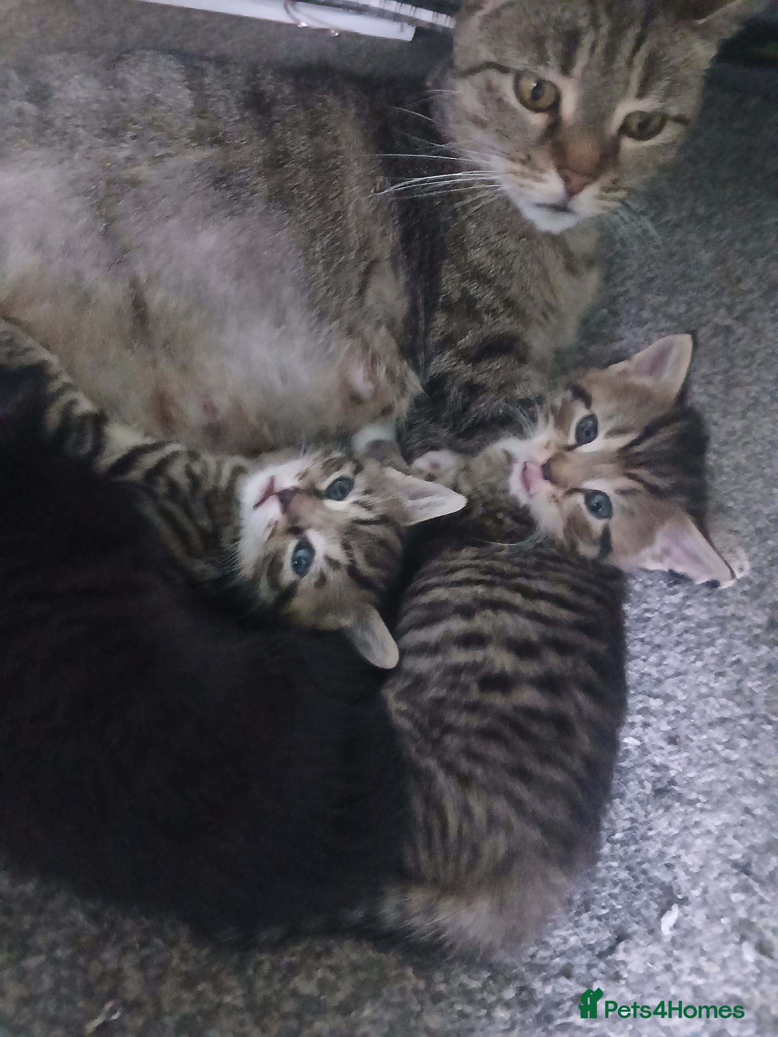 Mixed Breed cats Four babies ready for their FOREVER homes ❤️ - Advert 1