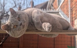 British Shorthair cats for sale: British shorthair kittens a rainbow of colours 😍 - Image 7
