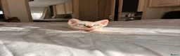 Bengal cats for sale: Stunning Bengal Kittens Ready for Reservation 😍 - Advert 12