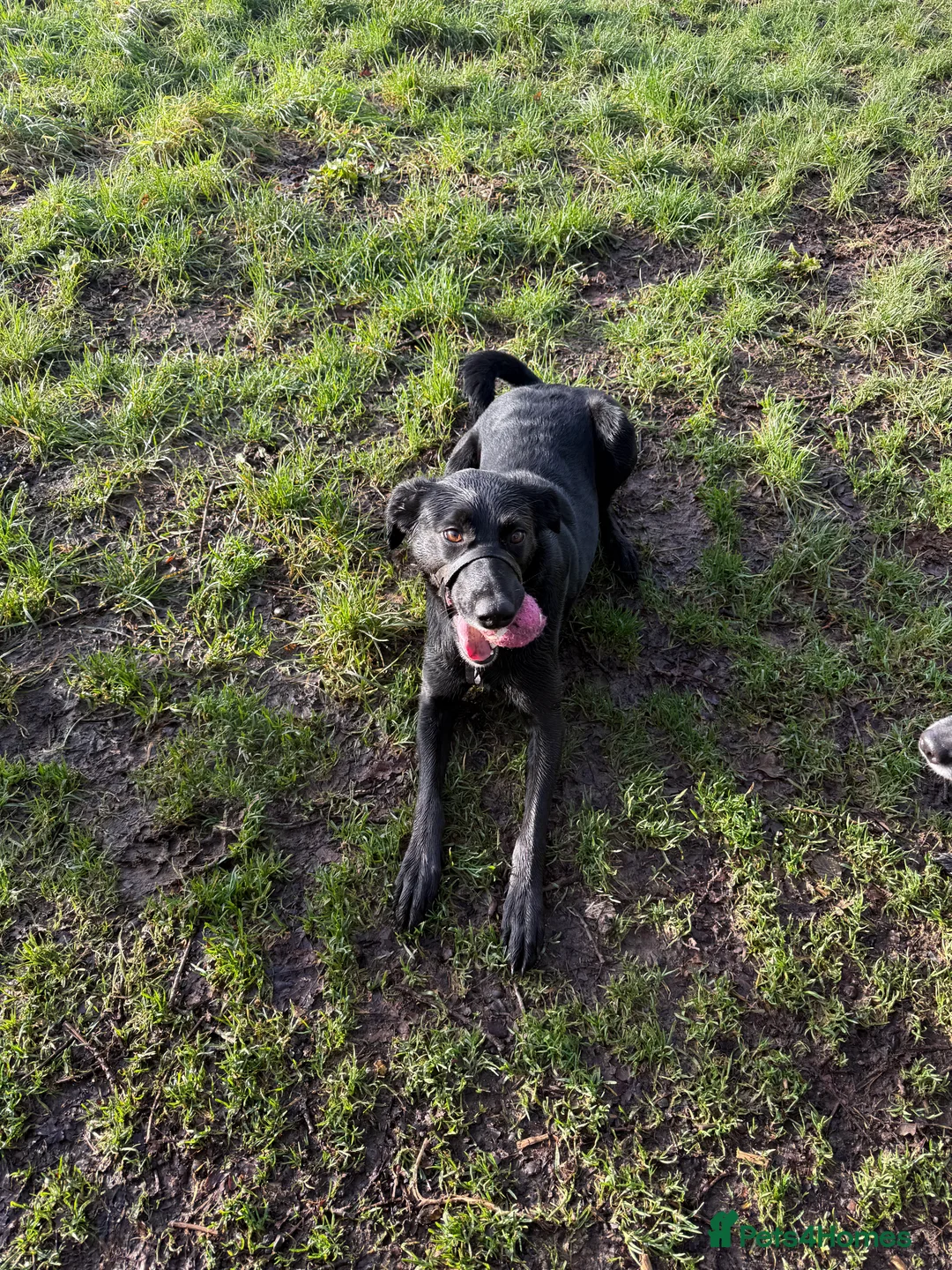 Mixed Breed dogs for sale: Tilly  - Advert 2