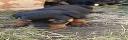 Rottweiler dogs for sale: Rottweiler puppies  - Advert 40