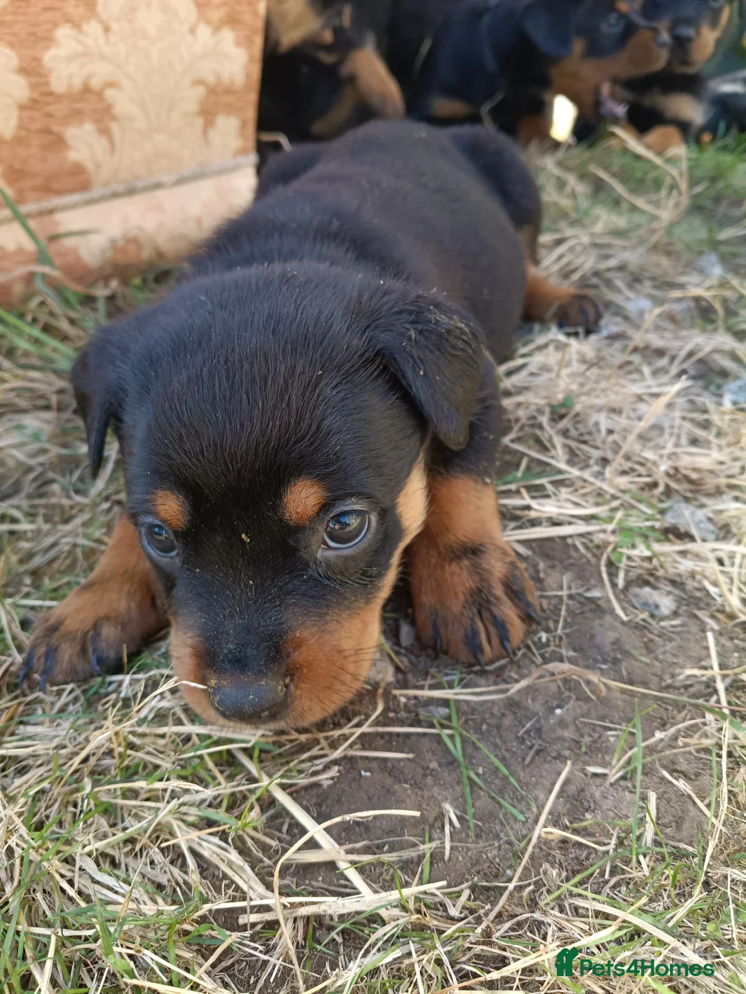 Rottweiler dogs for sale: Rottweiler puppies  - Advert 40