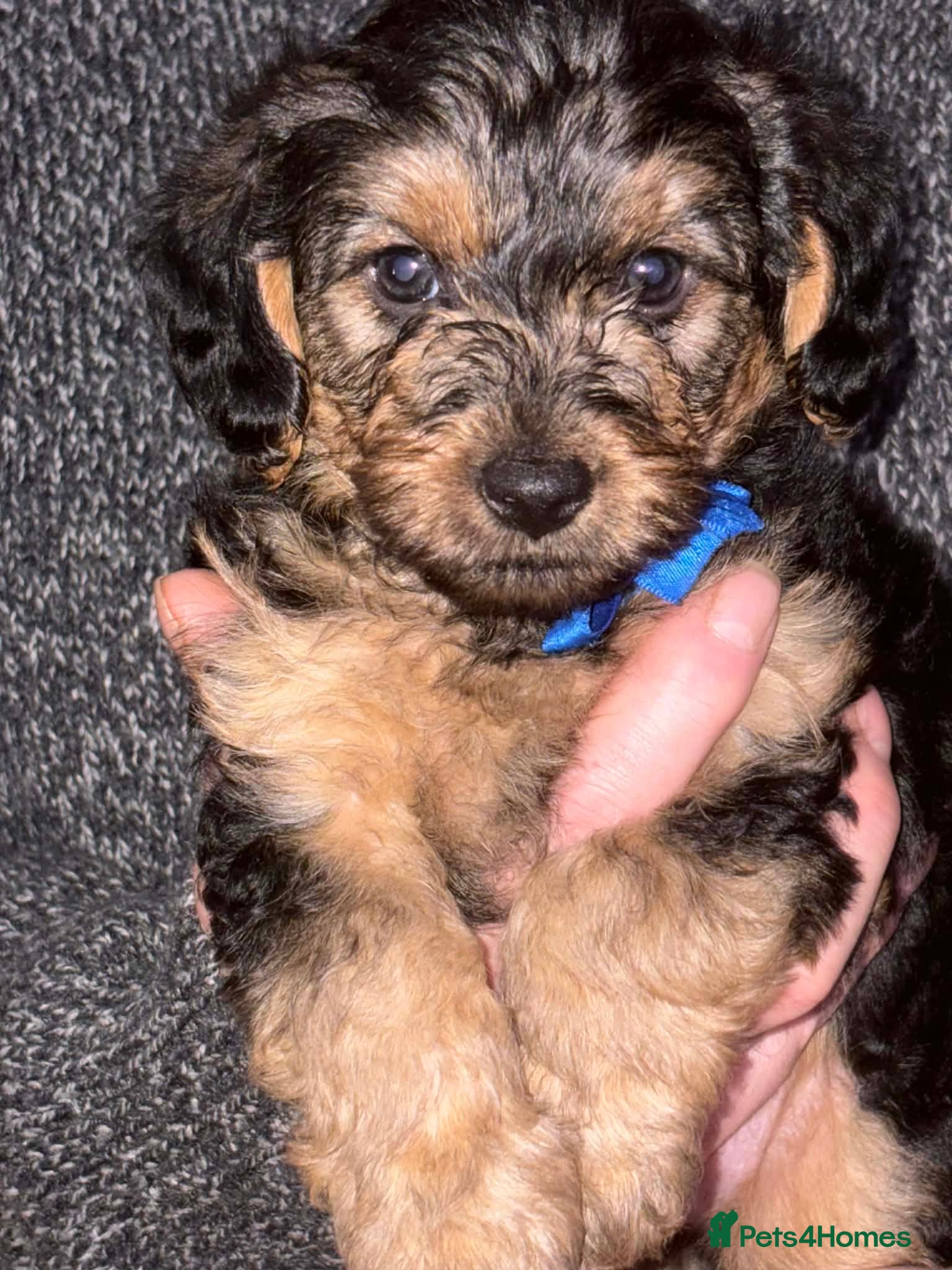 Yorkiepoo dogs (PRICE REDUCED) Gorgeous Yorkiepoo Puppies!!!  - Advert 5