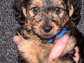 Yorkiepoo dogs Gorgeous Yorkiepoo Puppies!!! - Advert 17