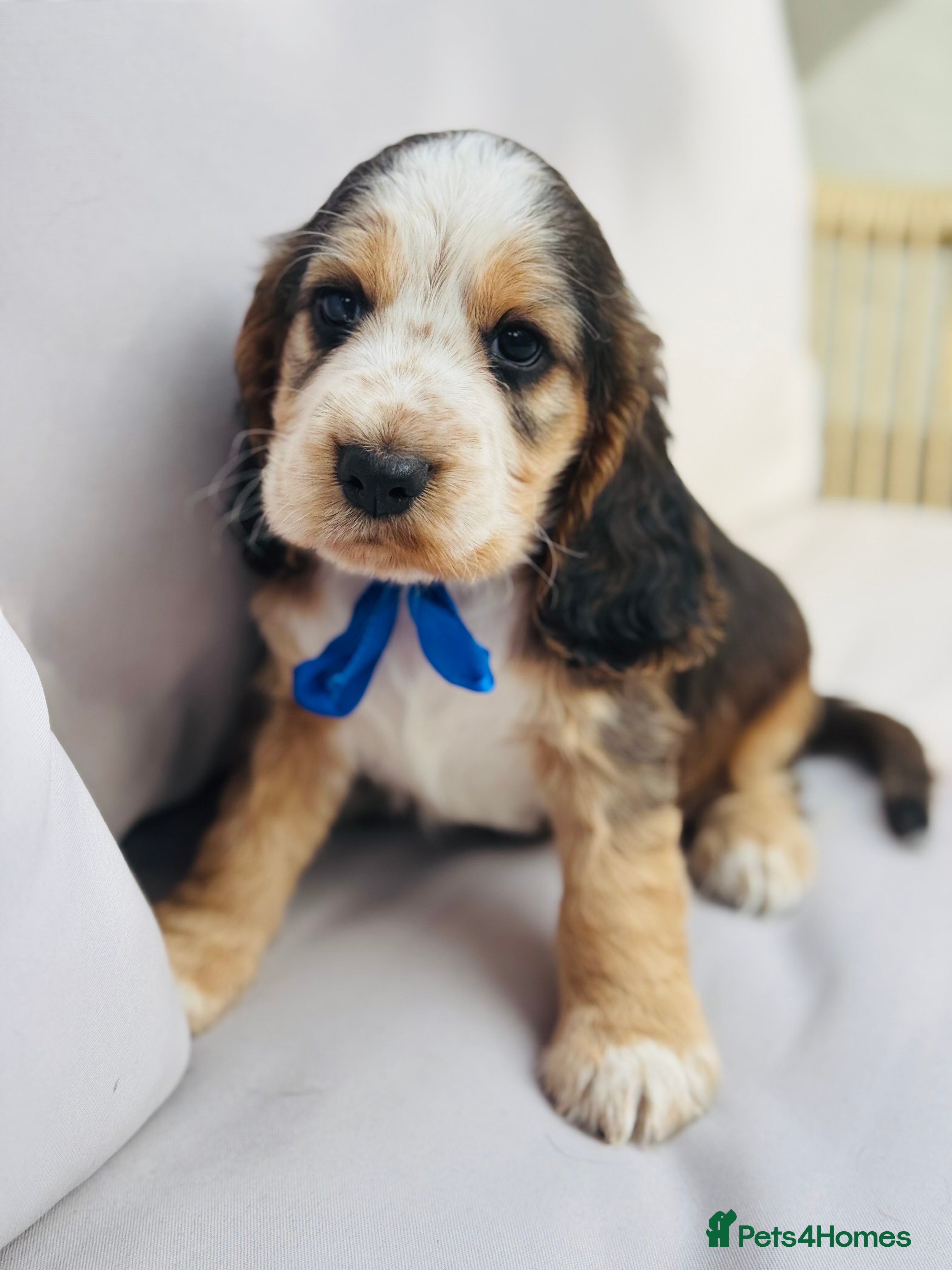 Cocker Spaniel dogs Cocker Spaniel puppies  - Advert 2
